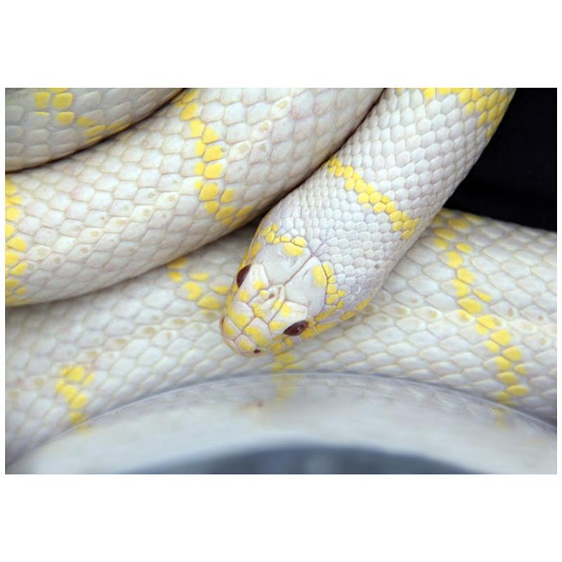 Sarpe Regal de California Albino ?High Yellow? - imagine 4